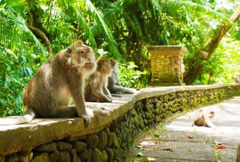 Billet Ubud : Forêt des singes, rizières, temples et chutes d'eau