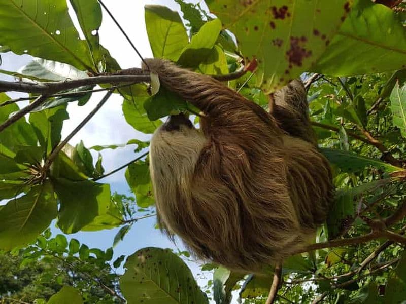 Billet Puerto Limon : visite de la ville et du parc national de Cahuita