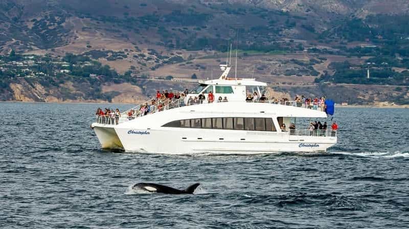 Long Beach : Croisière d'observation des baleines et des dauphins