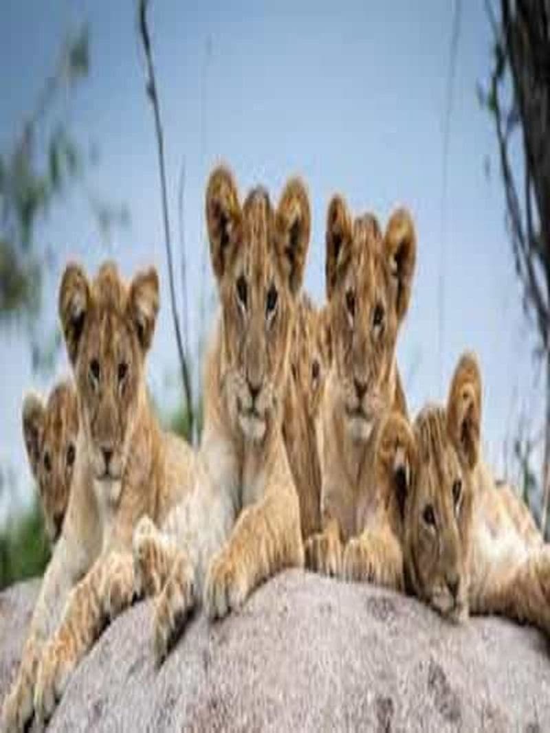 Billet Arusha/Moshi : Tarangire, Serengeti et Ngorongoro (4 jours)