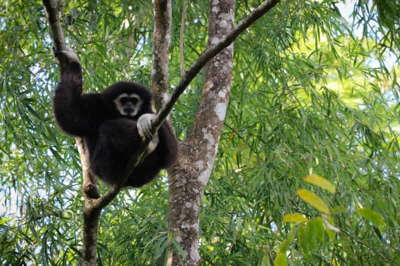 Chiang Mai : gibbons, trekking et Mae Kampong (visite en petit groupe)
