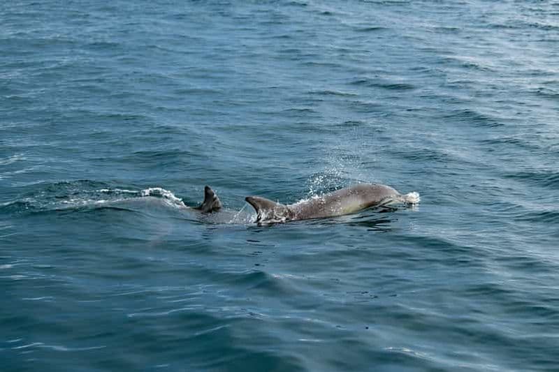Penneshaw : circuit « Kangaroo Island Ultimate Adventure »
