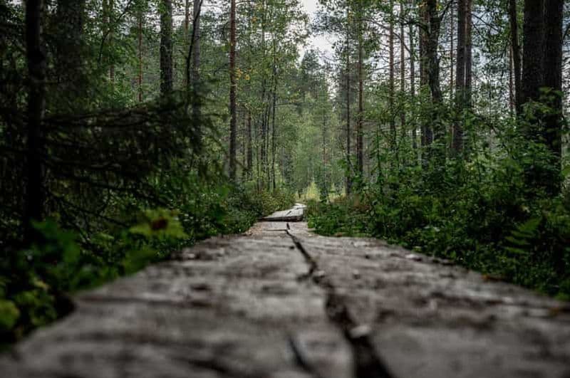 Billet Helsinki : visite du parc national de Nuuksio avec barbecue