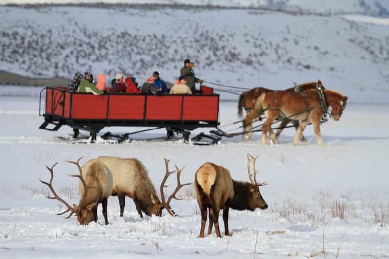 Billet Jackson : Excursion d'une journée à Grand Teton et au National Elk Refuge en hiver