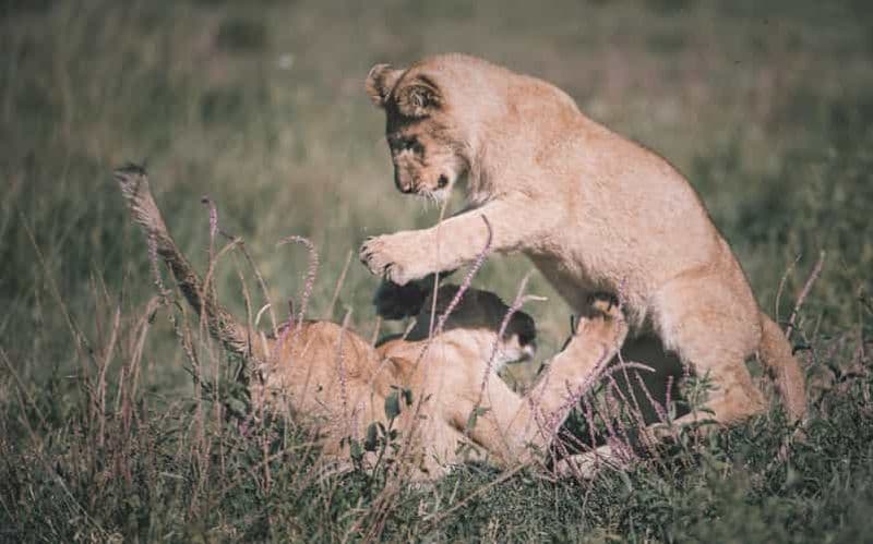 Billet 2 jours Tarangire et Ngorongoro (camping commun)