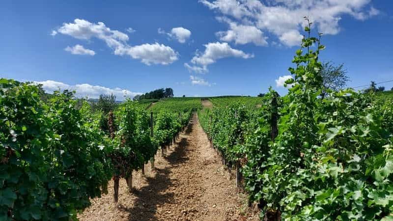 Billet Castell'Arquato : visite du vignoble et dégustation de vins des Colli Piacentini