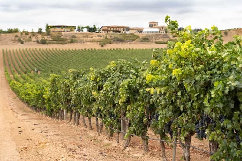 Billet Haza : visite du domaine viticole de Ribera del Duero et dégustation de vin