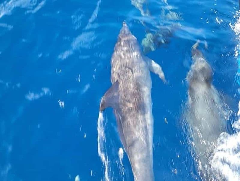 Visite privée d'observation des dauphins Port Aransas Texas