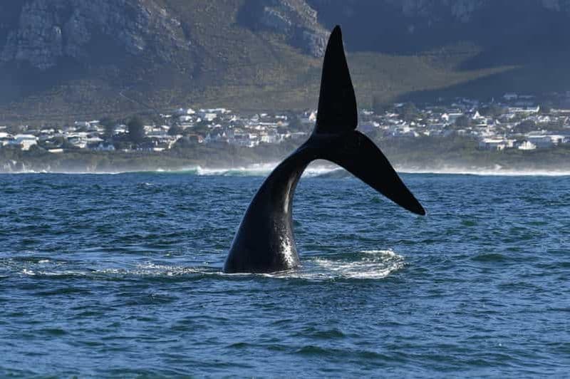 Billet Depuis Le Cap : excursion en bateau pour l'observation de baleines à Hermanus