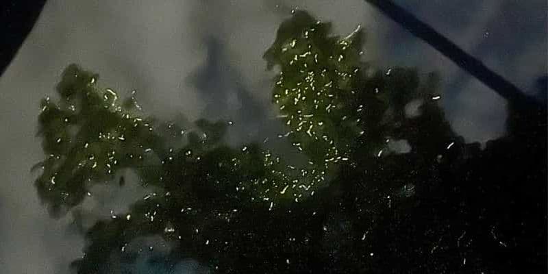 Croisière nocturne privée pour l'observation des lucioles sur la rivière Abatan à Bohol