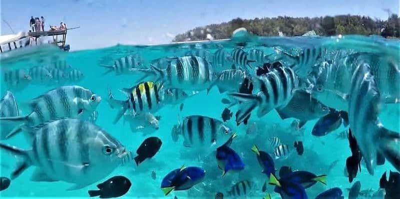 Billet Zanzibar : excursion snorkeling et dauphins à l'île de Mnemba