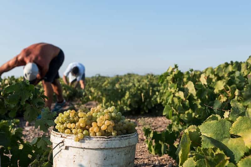 Billet Les routes des vins de Santorin : Visite de 3 vignobles avec un sommelier