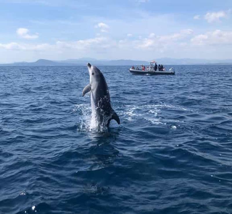 Olbia : excursion écologique en bateau pour observer les dauphins