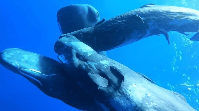 Nage avec les baleines et les dauphins - Excursion exclusive en hors-bord privé