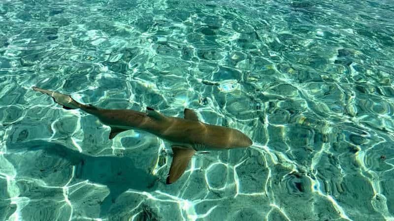 Billet Bora Bora : croisière dans le lagon bleu, plongée avec tuba et déjeuner.