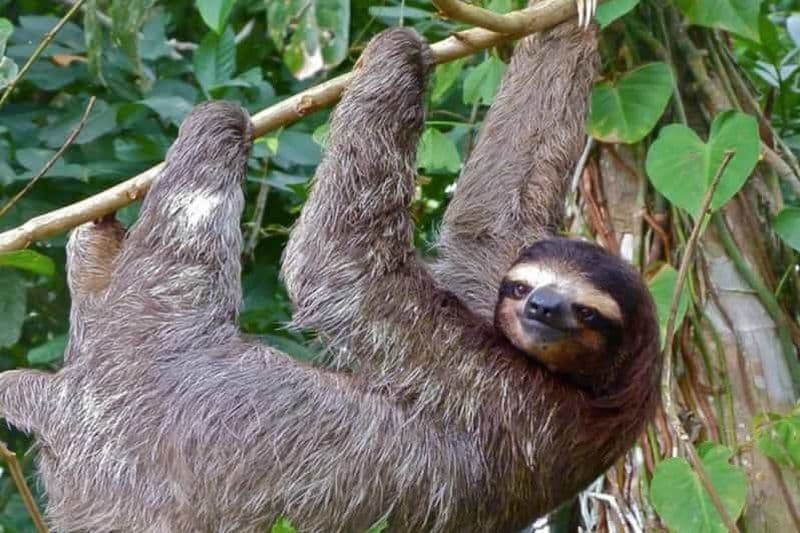 Billet Réserve naturelle du volcan Mombacho