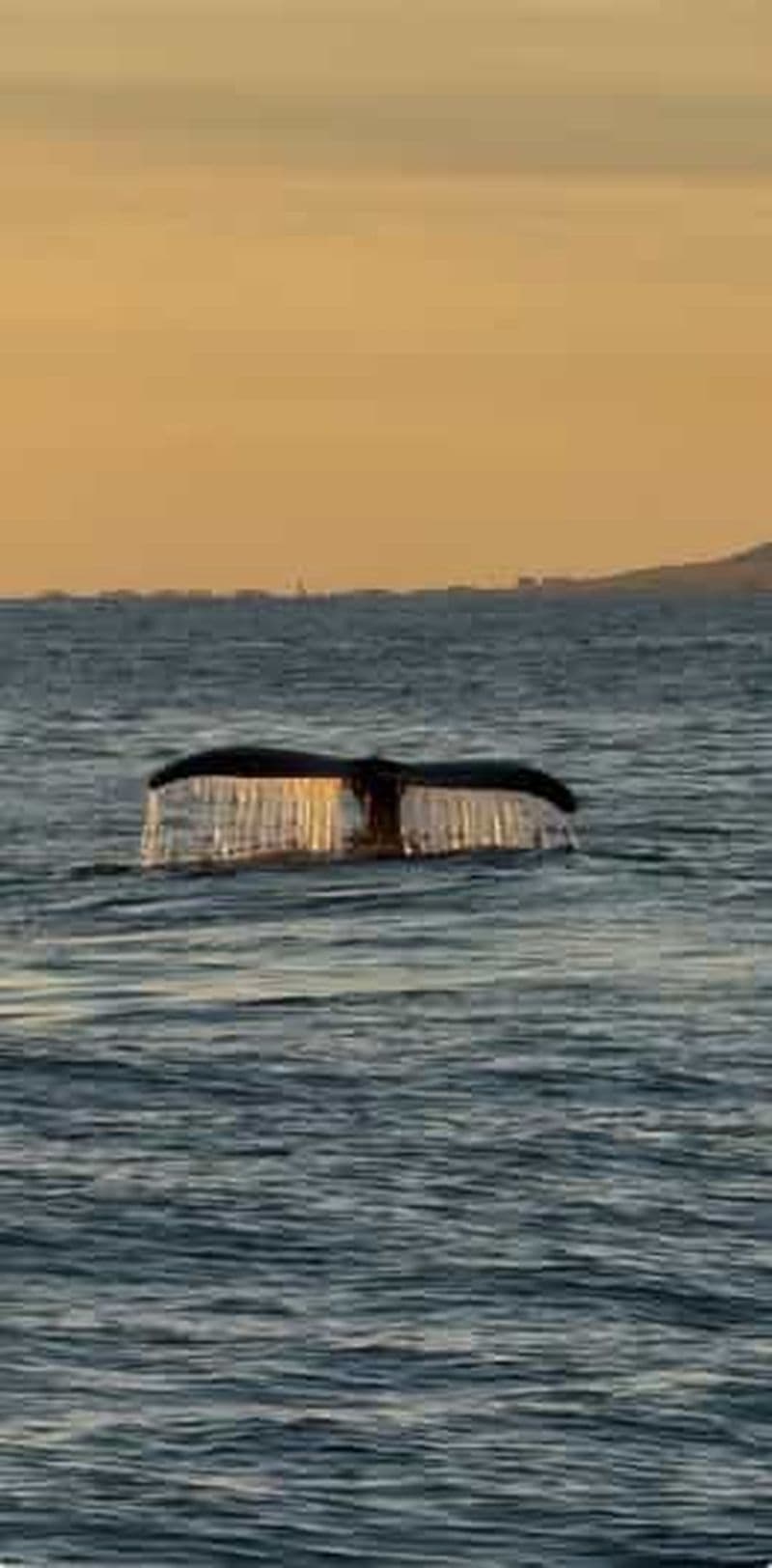 Billet Oahu : Voile pour les baleines