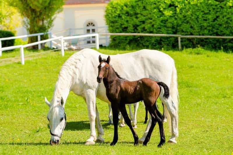 Haras des Lipizzans de Piber : visite guidée