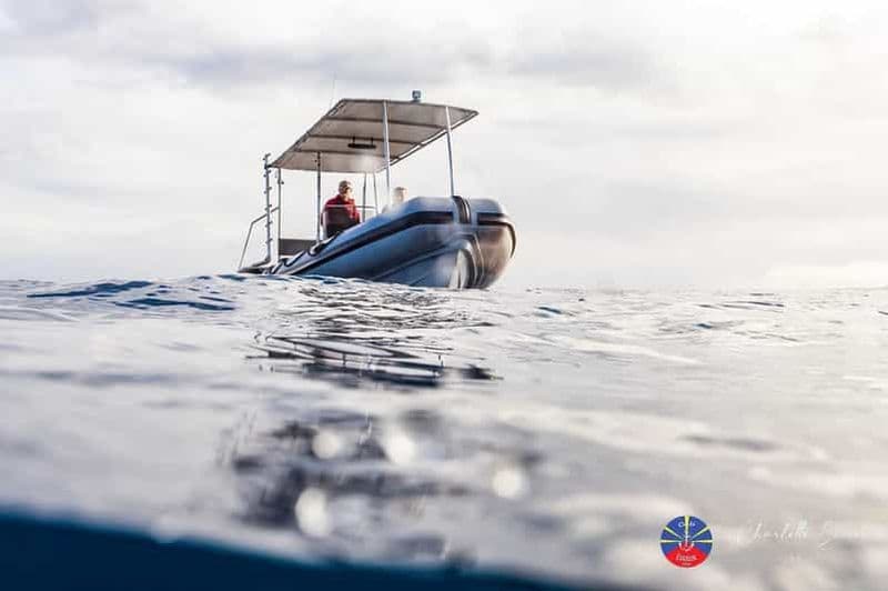 Réunion : Observation des dauphins et baleines à Saint-Gilles-les-Bains