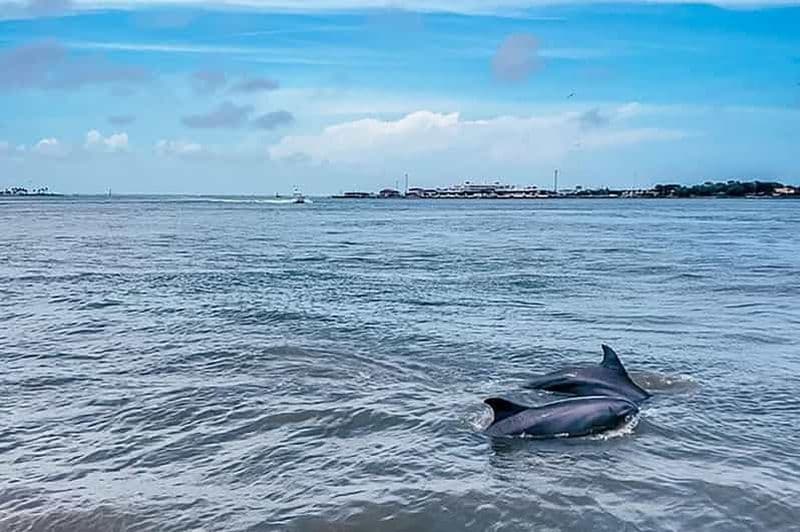 Galveston : Croisière d'observation des dauphins