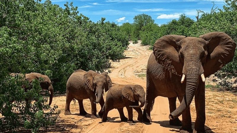 Billet Kasane : safari de 3 jours à Chobe pour observer les Big Five, avec hébergement au Two Rivers Hotel