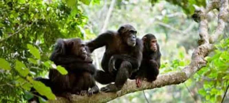 Billet Kigoma : Excursion d'une journée dans le parc national de Gombe avec permis pour les chimpanzés