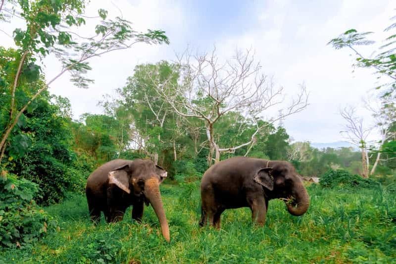 Depuis Phuket : Randonnée interactive et circuit éthique à dos d'éléphant