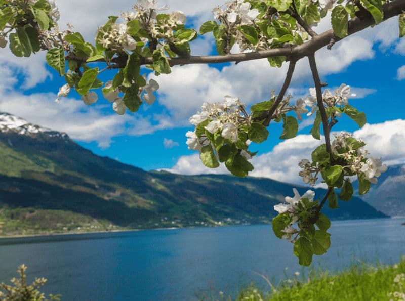 Billet Hardangerfjord Déjeuner à la ferme du cidre, café à l'hôtel historique