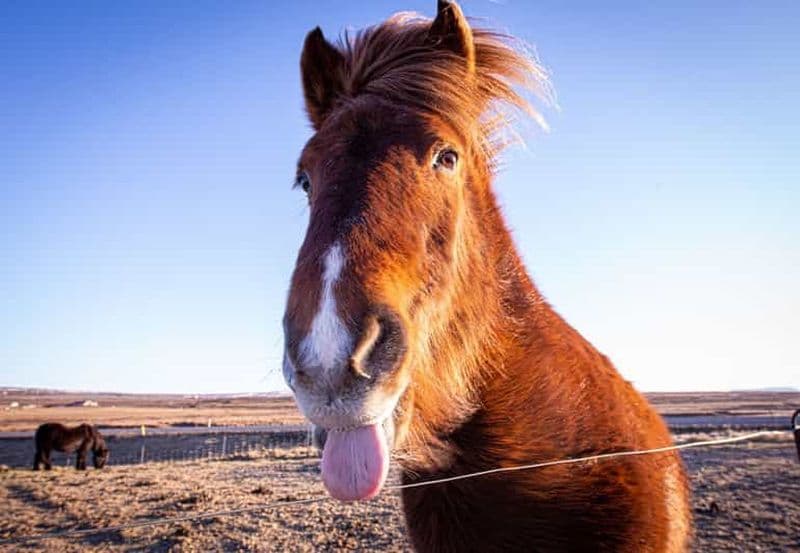 Billet Visite privée du cercle d'or, de la boulangerie de la source chaude et de la ferme de tomates