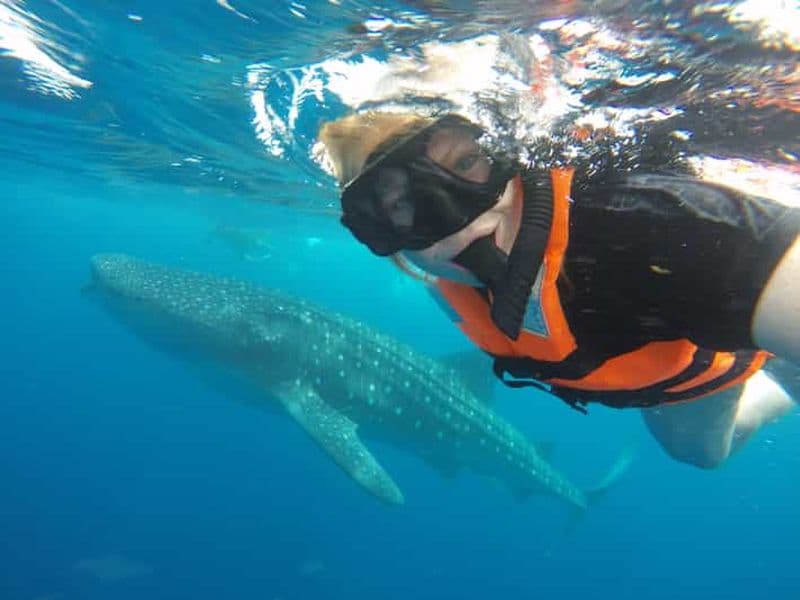 Billet Cancun et Riviera Maya : Nagez avec les requins-baleines avec déjeuner