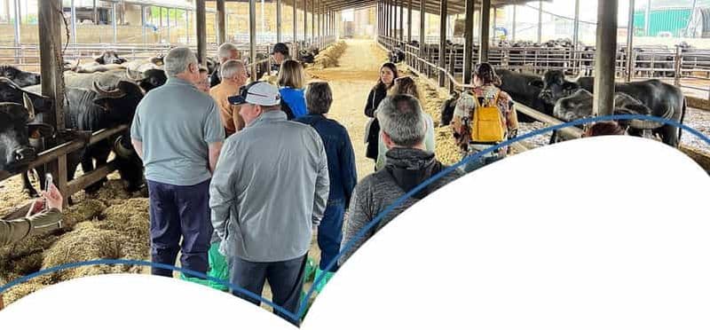 Visite de la fabrique de fromage Mozzarella