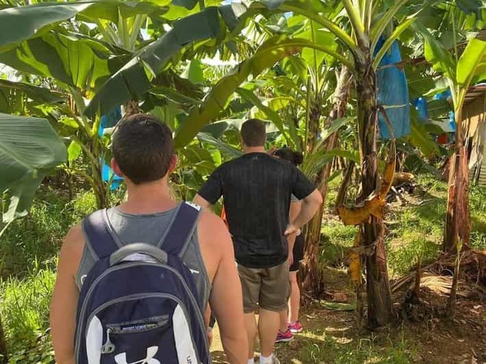 Sainte-Lucie : Randonnée Gros Piton avec transport
