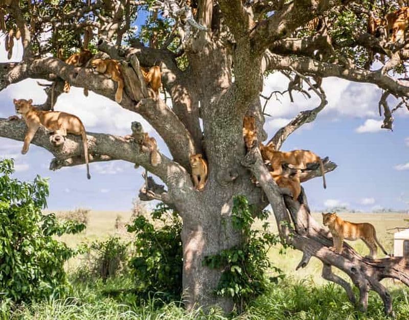 Billet Excursion d'une journée dans le parc national du lac Manyara