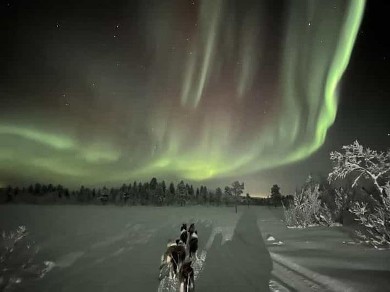 Kiruna : Visite privée en traîneau à chiens avec mémoire familiale