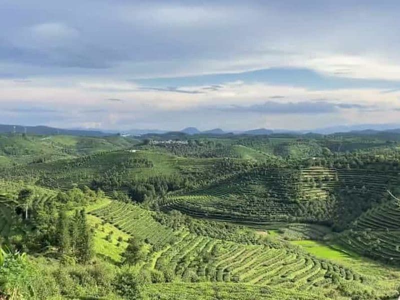 Cueillette et dégustation de thé Pu'er | Excursion matinale de 3 à 4 heures