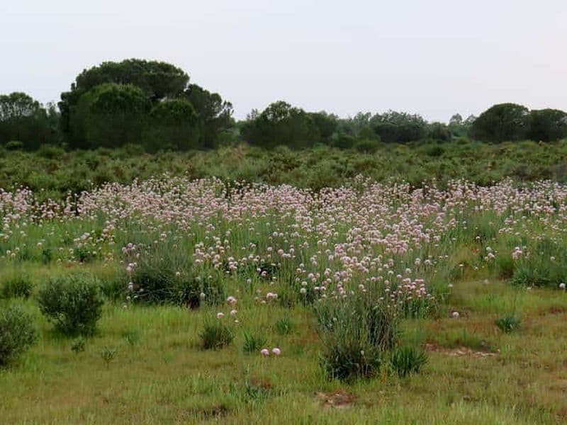 Billet Parc national de Doñana : visite de 2 jours depuis Séville