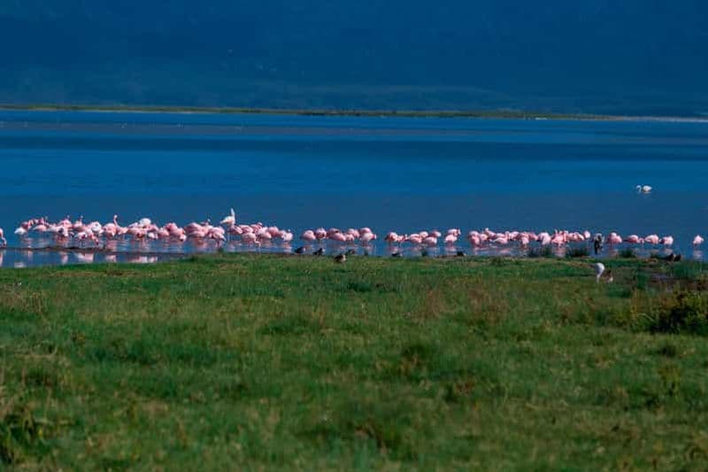 Billet Arusha : excursion d'une journée au parc national du lac Manyara
