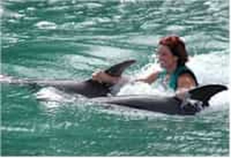 Nagez avec les dauphins à la Baie des dauphins de Negril