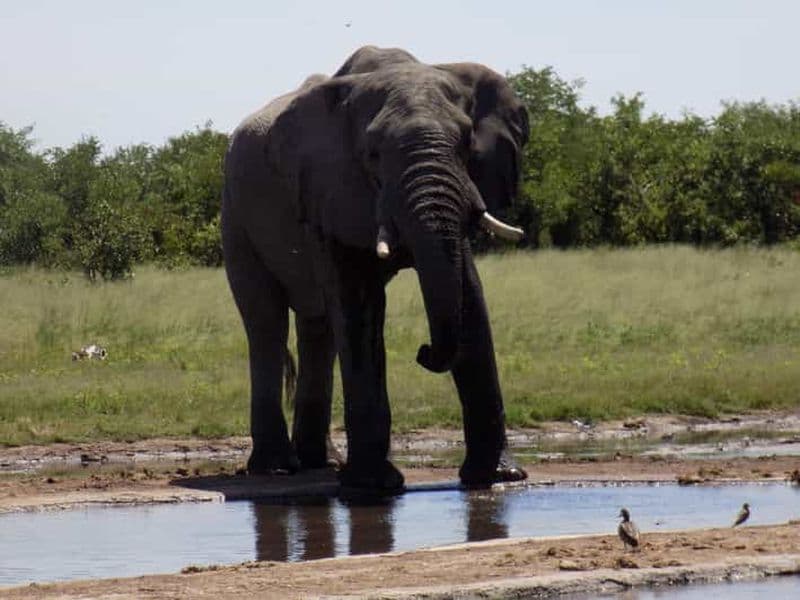 Billet Depuis la réserve animalière de Moremi : safari de 5 jours dans le parc national de Chobe