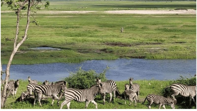 Billet Safari de 3 jours dans le parc national de Chobe avec croisière et safaris