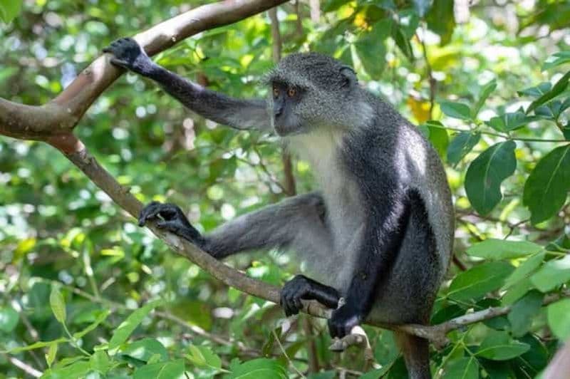 Billet Zanzibar : explorez le parc national de Jozani Chwaka Bay et sa faune