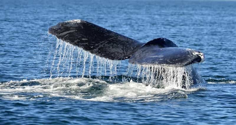 Trincomalee : Safari aux baleines et aux dauphins avec des guides experts