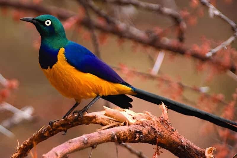 Lac Manyara : Excursion d'une journée avec observation des oiseaux