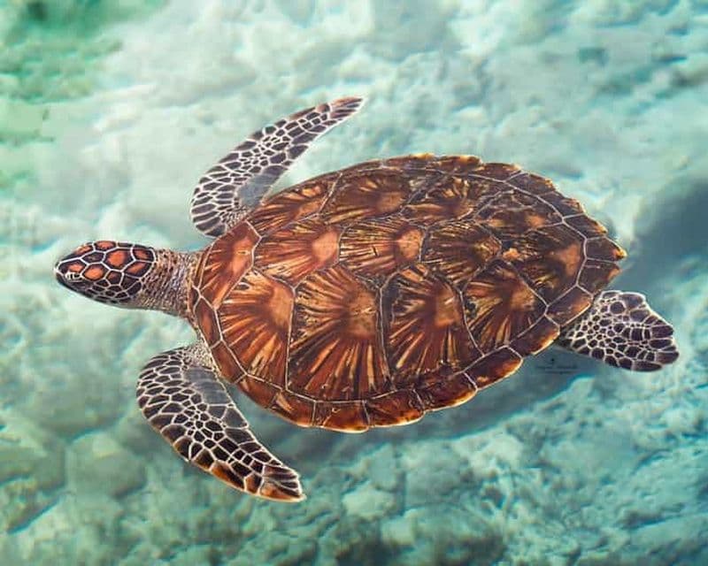 Billet Zanzibar : nagez avec les tortues marines dans la grotte de Salam, dans le village de Kizimkazi