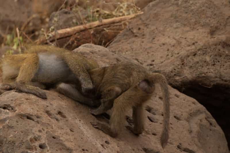 Billet Une journée dans le parc national du lac Manyara