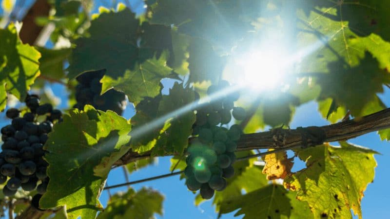LUCQUES : EXCURSION EN EBIKE AVEC DÉJEUNER ET DÉGUSTATION DE VIN