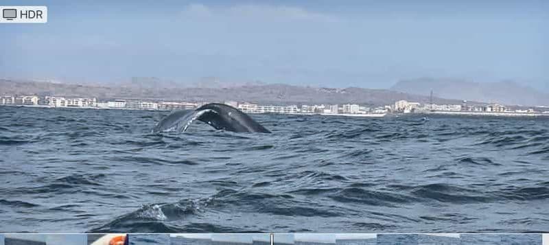 Whale watching tour SEASONAL