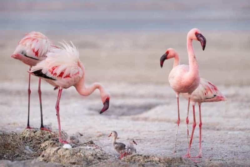 Billet Excursion d'une journée au Miracle du lac Natron avec randonnée dans les cascades