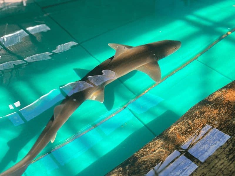 Plongée avec cage à requins et billet MEGA