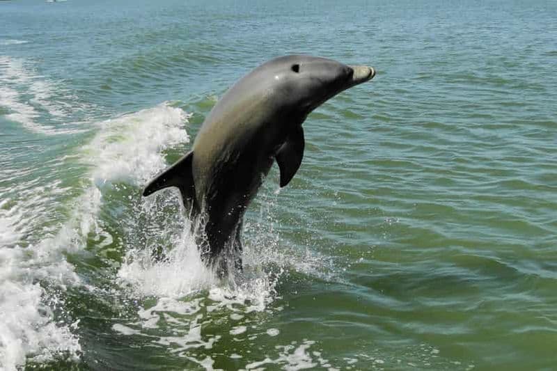 Marco Island : visite de 2 heures avec observation des dauphins, des oiseaux et des coquillages